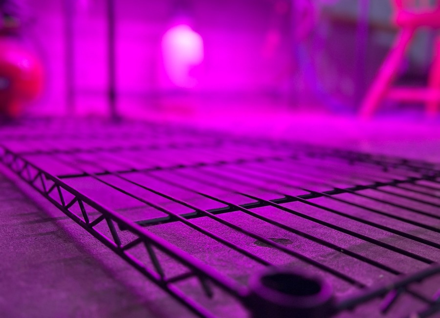 Indoor seed-starting shelves under bright grow lights